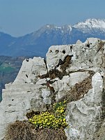 10 - Fiori gialli sulla roccia